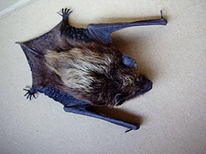 Bat