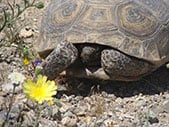 Desert Tortoise