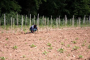 Farmer