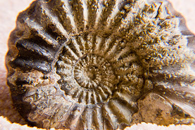 fossil