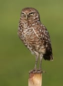 Burrowing Owl002_June2016