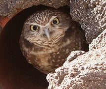 Burrowing Owl_June2016