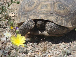 Desert Tortoise001_June2016_low