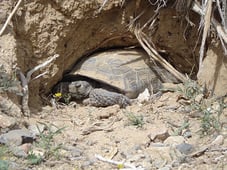 Desert Tortoise002_June2016_low