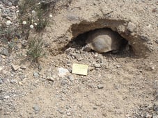 Desert Tortoise003_June2016_LOW