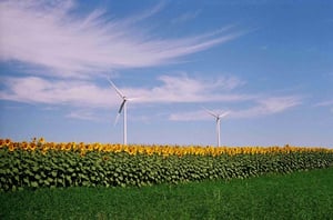 Wind Turbines with Sunflowers