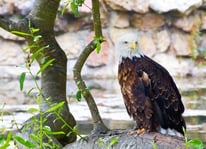 bald-eagle_LOW