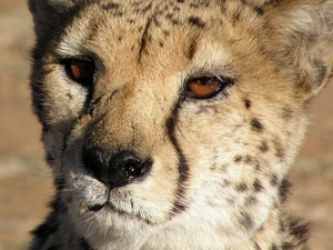 cheetah-1047084_6low