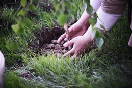 hands-planting-a-tree_low-1