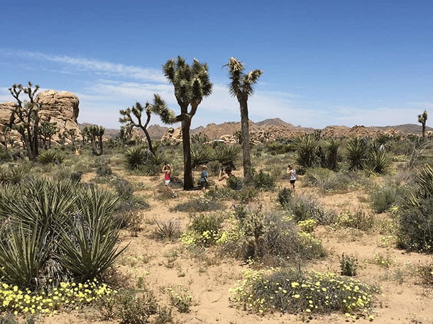 Joshua tree national park 