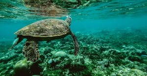 ocean_turtle_1200-1