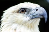 the-eagle-in-zoo-garden_LOW