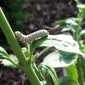 Hosting Monarch Butterflies in Your Yard image