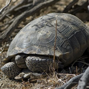 Sensitive Species Investigations: A Tale of Two Tortoises image