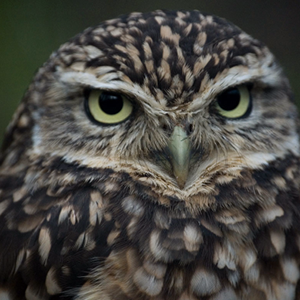 Sensitive Species Investigations: Do Burrowing Owls Actually Burrow? image