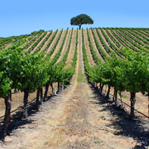 The Triple Bottom Line of the Central Valley Food Production Industry image