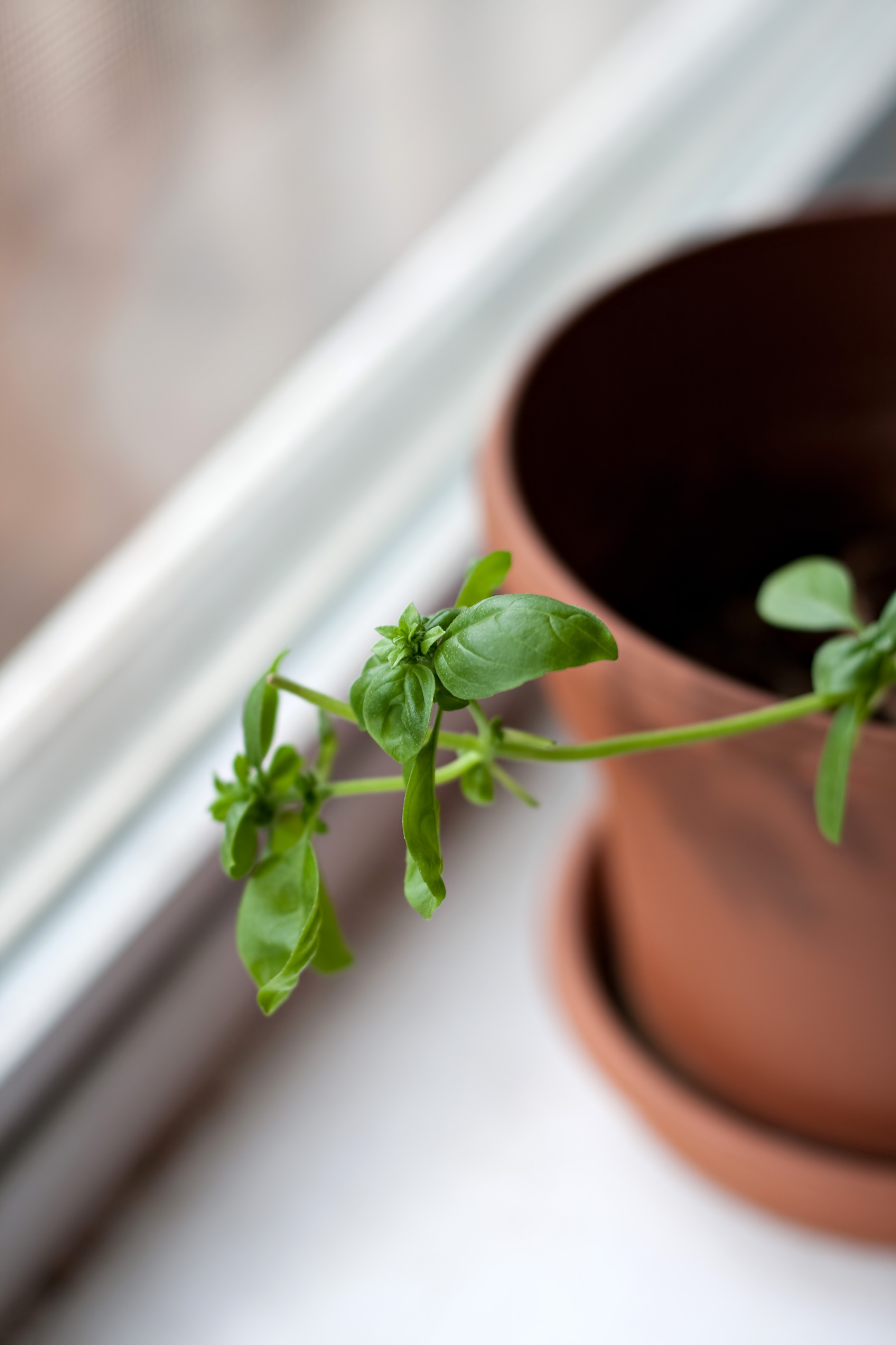 Cut Food Costs and Start an Urban Garden! image