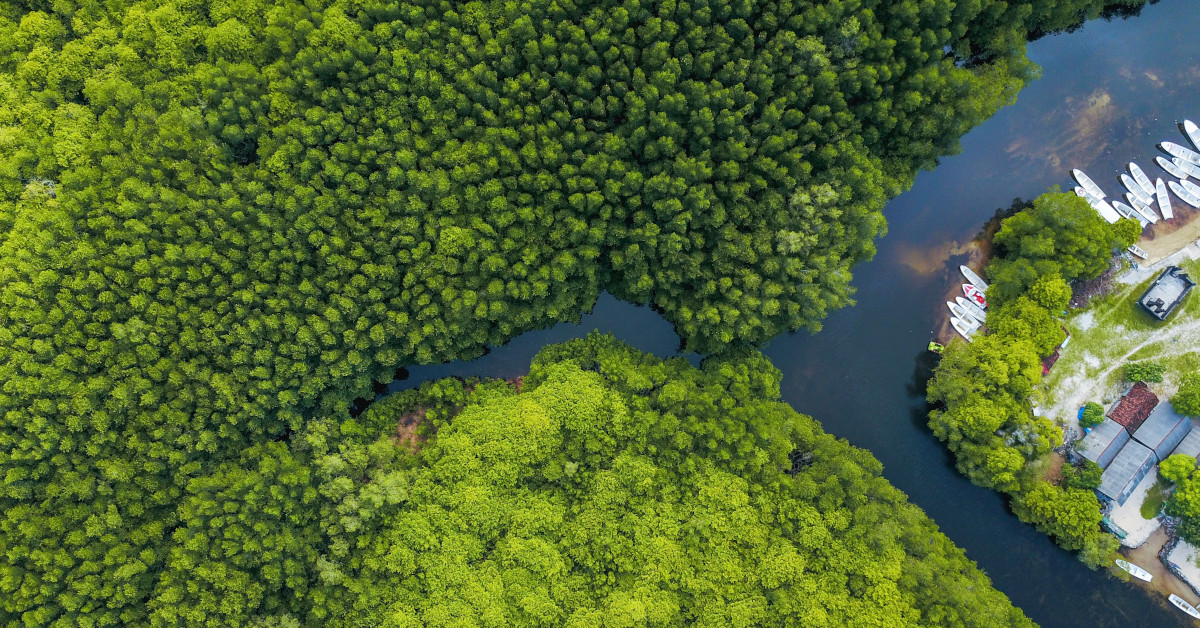 What are Mangrove Forests? image